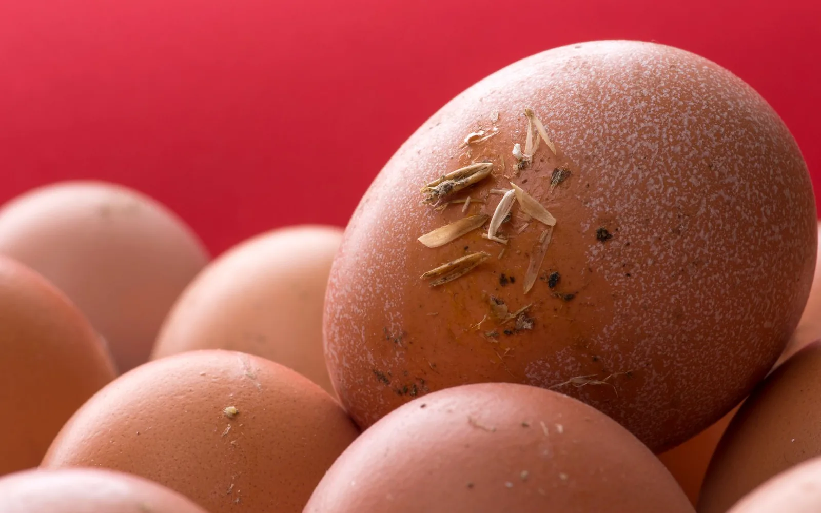 Fresh eggs, a protein source